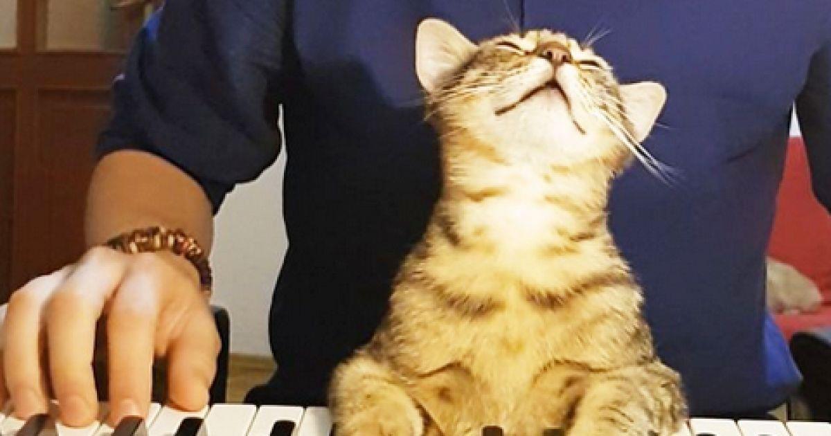 VIDEO: Eine blinde Katze hört ihr Lieblingslied und reagiert so süß!	