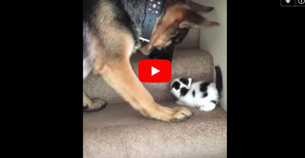 Das süße Kätzchen kommt die Treppen nicht hoch – schau, was der Hund dann macht!