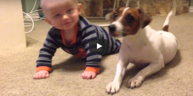 Hund ist ganz verwirrt, warum das Baby immer umfällt – schau, was er danach tut