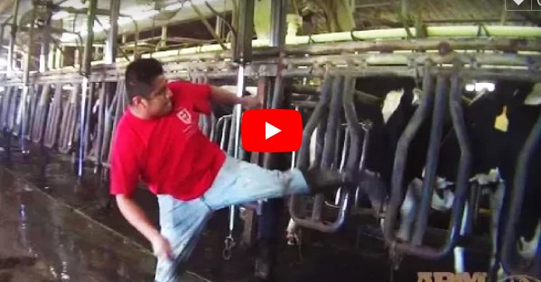 Versteckte Kamera: Mitarbeiter schlägt und tretet auf die Kuh ein