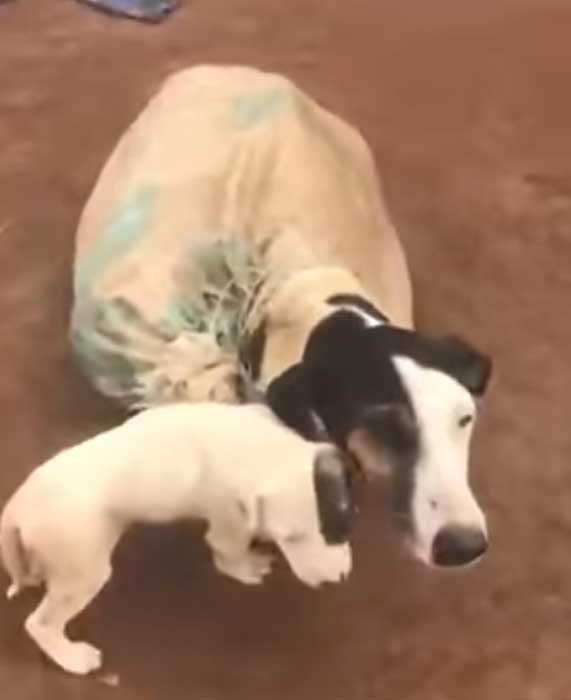 Hundemama steckt in einem Sack auf einer abgelegenen Straße – der Tierarzt macht später eine beunruhigende Entdeckung