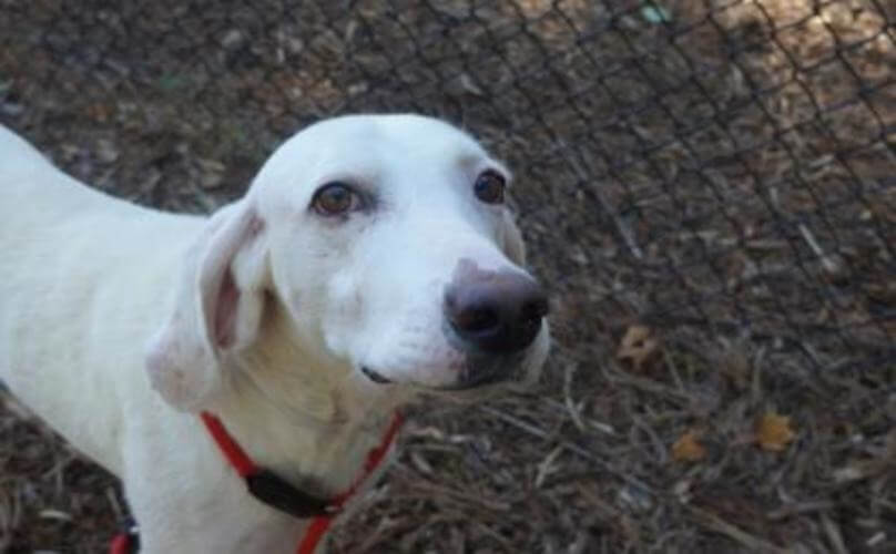 Dieser Hund kam 11 Mal zum Tierheim zurück – bis das Personal realisierte, was er ihnen damit zeigen wollte