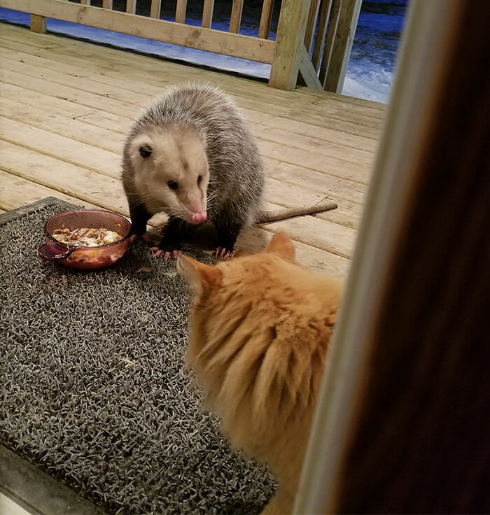 Opossum stibitzt einer Katze ihr Futter – sehen Sie die Reaktion der Bestohlenen