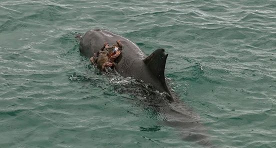 Der Delfin versucht, die Beute zu fressen. Die Rechnung hat er allerdings ohne diesen Kämpfer gemacht!