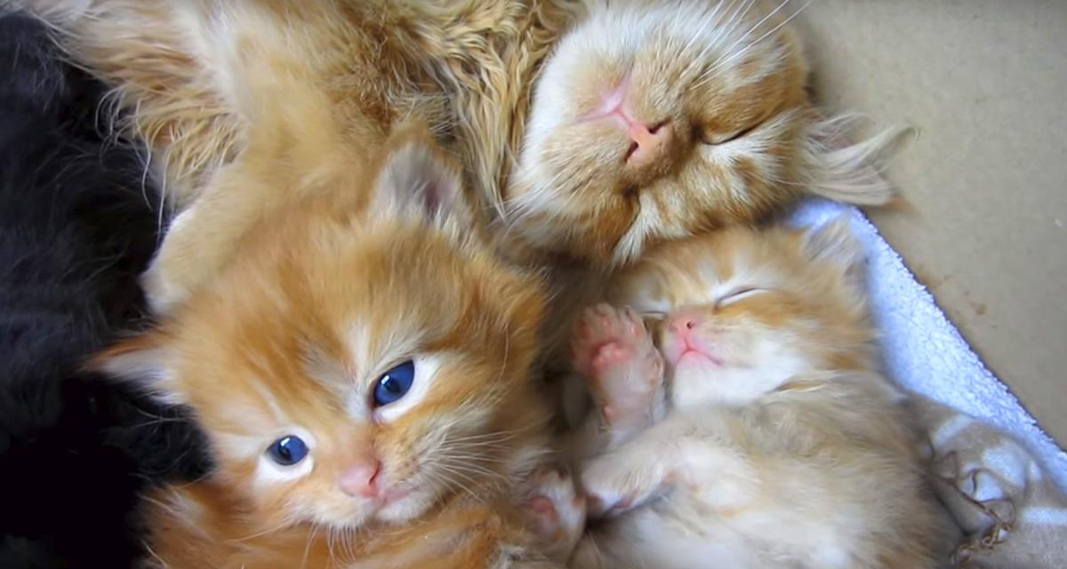 Die Kätzchen sahen zuerst ihren älteren Bruder. Die Reaktion der Kinder ist fantastisch!