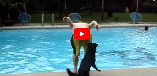Der Mann steht am Rand des Pools – aber achtet auf den Hund, der sich heranschleicht!