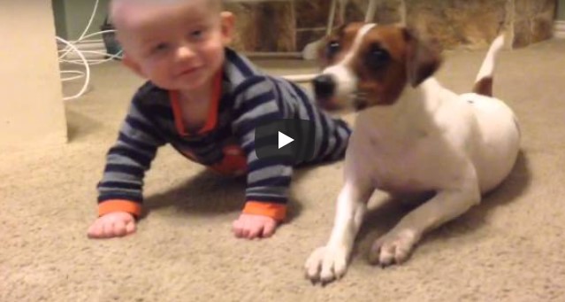 Hund ist verwirrt, warum das Baby immer umfällt – schau, was er danach tut