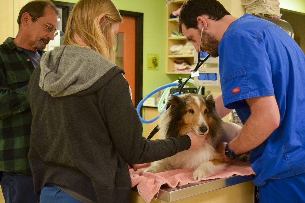 Der Hund ist gelähmt und soll eingeschläfert werden – dann entdeckt der Tierarzt etwas hinter dem Ohr