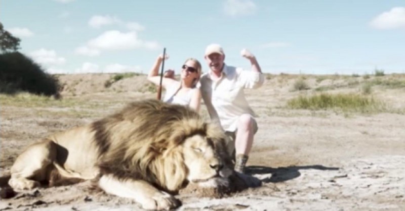 Paar posiert mit totem Löwen und erlebt böse Überraschung.