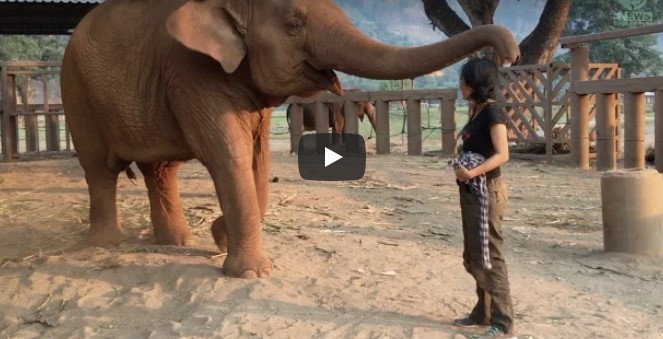 Die Frau singt für den Elefanten – seine Reaktion ist wirklich herzerwärmend