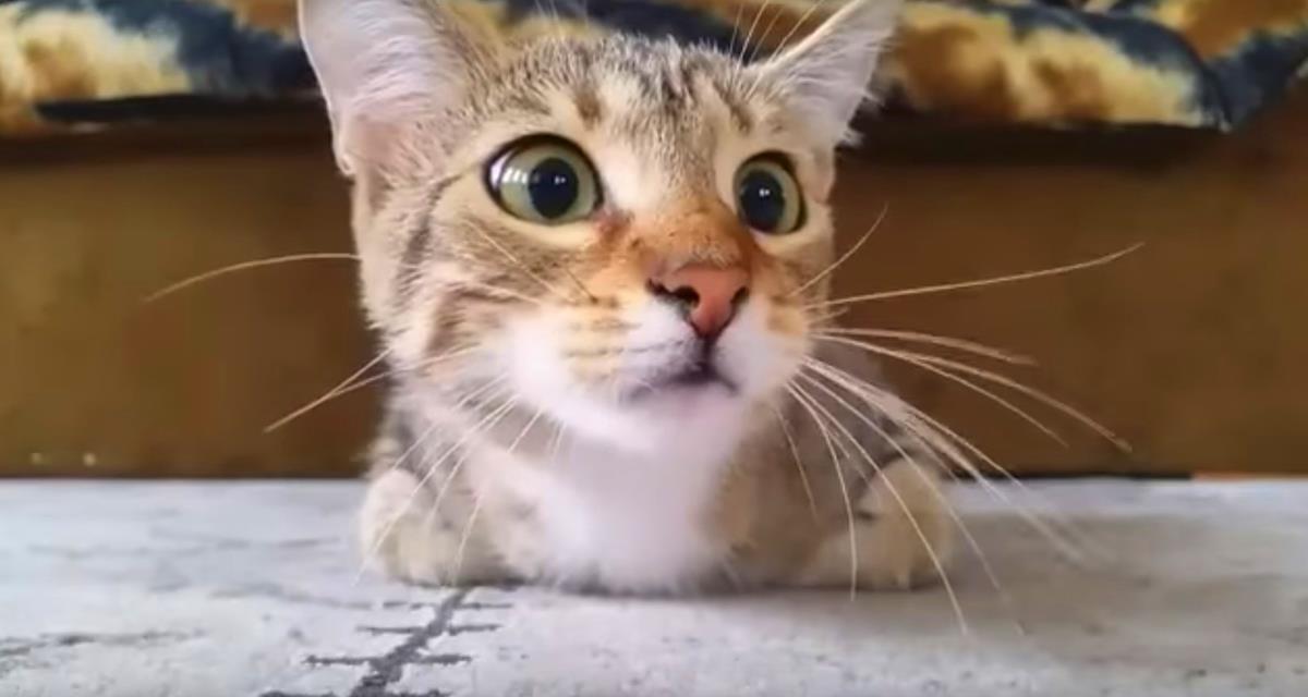 Die Katze, die sich einen Horrorfilm anschaut, wurde zum Star des Internets. Man braucht es zu sehen.