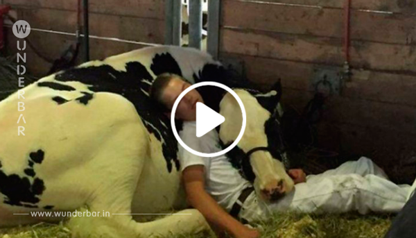 Ein erschöpfter Junge schlief bei einem Landwirtschafts Wettbewerb neben seiner Kuh ein und bewegte tausende Herzen im Internet.