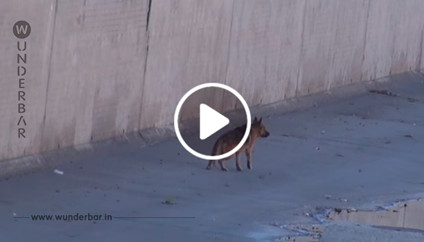 Herzzerreißendes Video: Mann rettet verwahrlosten Schäferhund.
