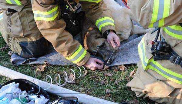 Der Hund wurde aus dem Feuer gerettet – zwei Monate später entdeckt sie etwas Unglaubliches im Haus.