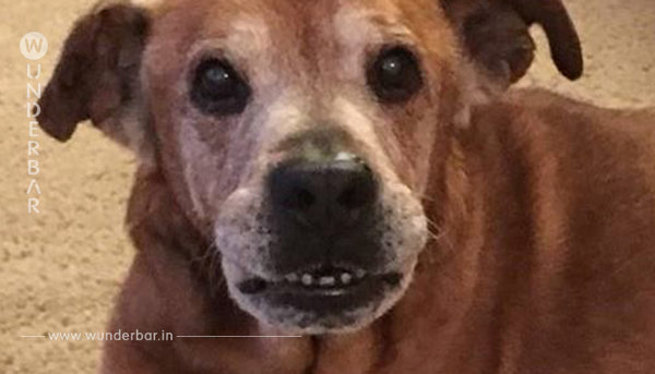 Täglich wartet dieser 17-jährige Hund im Tierheim. Doch was er am Ende bekommt ist das Paradies auf Erden.