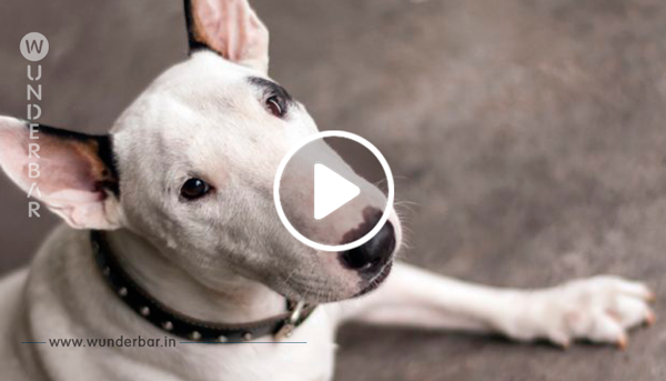 Video: Geretteter Hund liegt zum ersten Mal in seinem Leben in einem Bett!