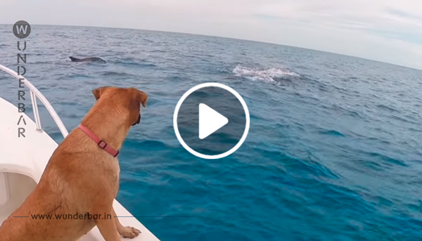 Der Hund sieht etwas im Wasser schwimmen. Als er plötzlich über Bord springt, passiert etwas Wunderschönes.