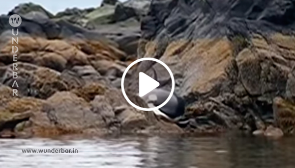 Das Killerwal Weibchen liegt auf den Klippen und weint. Im nächsten Moment wird sie von den Männern gekühlt.