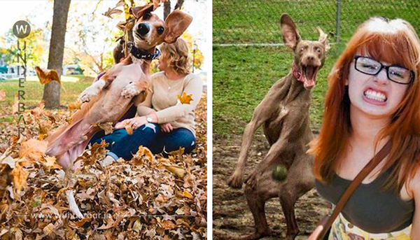 17 Fotos, die Hunde auf witzige Weise ruiniert haben.