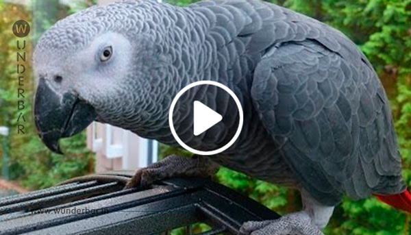 Papagei erhält zum Geburtstag Plüschhasen – schau dir seine unglaublich tolle Reaktion an!