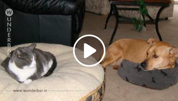 Diese Hunde finden etwas Unerwartetes in ihren Betten – und ihre Reaktionen sind einfach grandios!
