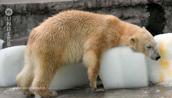 Der Fotograf sieht den Bären im Zoo und drückt angewidert auf den Auslöser. Das Bild entsetzt Tierschützer weltweit.