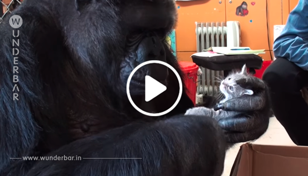 Gorilla bekommt eine Box voller Kätzchen als Überraschung – schau dir ihre Reaktion an