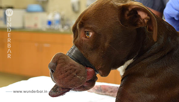 Dieser Paketband Hund war der schlimmste Anblick für Ärzte. Doch schau, was aus ihm geworden ist.