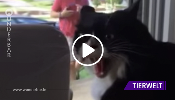Ihr habt noch nie eine Katze gesehen, die so lautstark gegen den neuen Welpen protestiert