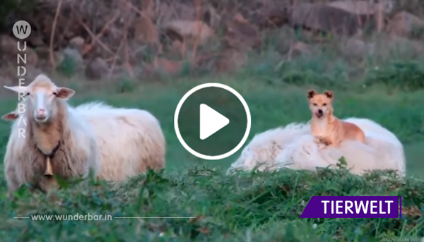 Der Hund soll die Schafe bewachen – seine Methode bringt die Welt jedoch zum Lachen