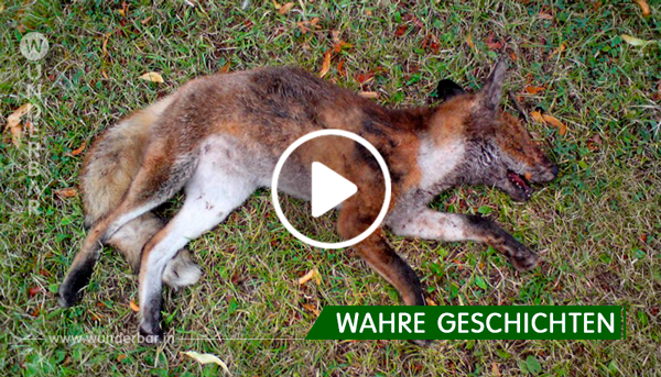Mutige Frau rettet gejagten Fuchs vor grausamem Tod.