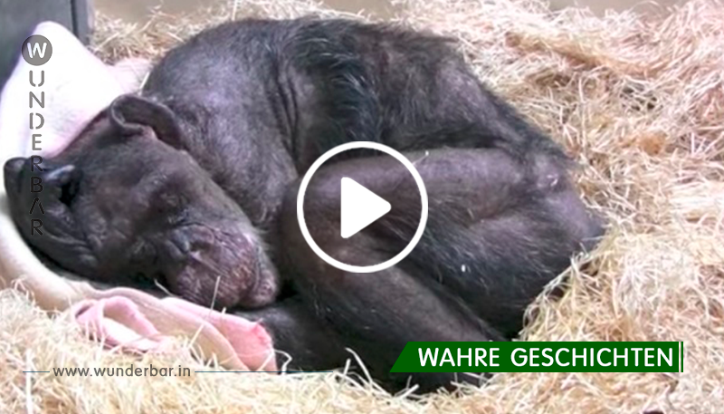Der alte Schimpanse weigert sich zu essen. Schau, was dann passiert ist!