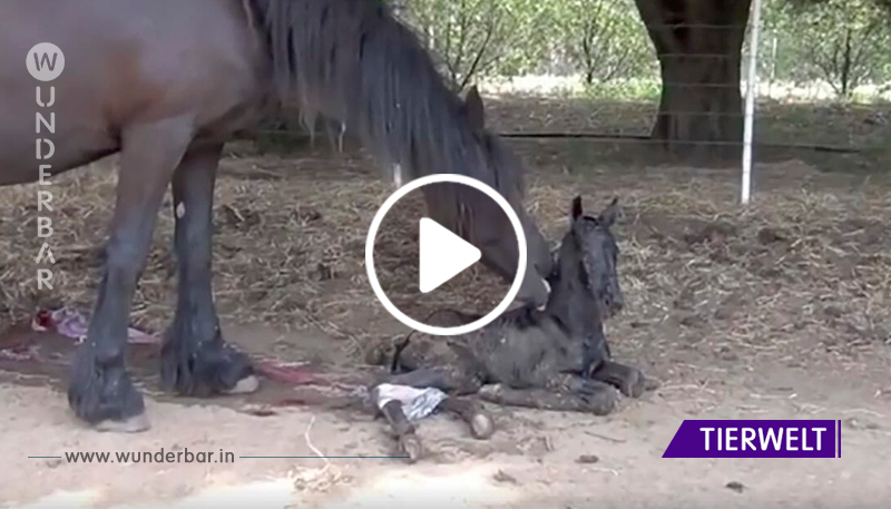 Trächtiges Pferd bringt Junges auf die Welt: Sehen Sie die Reaktion der Mama, als das Fohlen anfängt, zu laufen