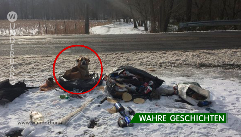 Ein Paar findet ausgesetzten Hund im Abfall – reagieren sofort und retten somit sein Leben