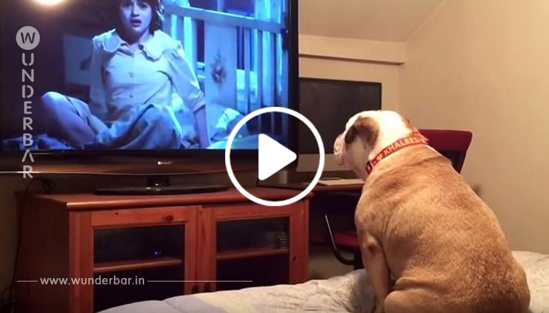 Sie setzen den Hund vor einen Horrorfilm und warten ab … bei 0:12 zeigt sich sein Charakter.