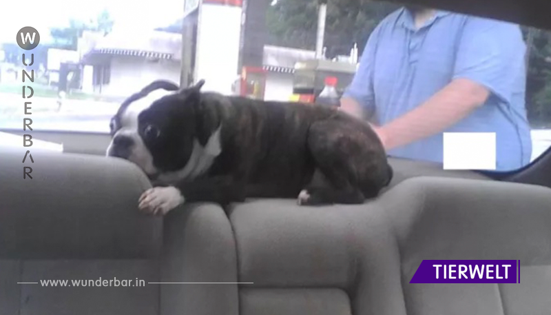 10 Bilder von Hundebesitzern, die zeigen, wie ihre Hunde auf dem Weg zum Tierarzt reagieren