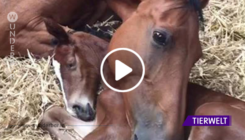 Das Pferd ist untröstlich, als ihr Fohlen bei der Geburt stirbt – die Tierärzte kommen auf eine tolle Lösung