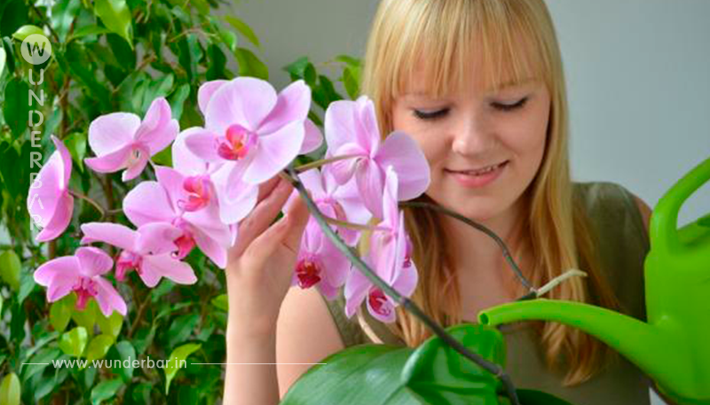 Orchideen gießen und düngen – bitte mit viel Gefühl!