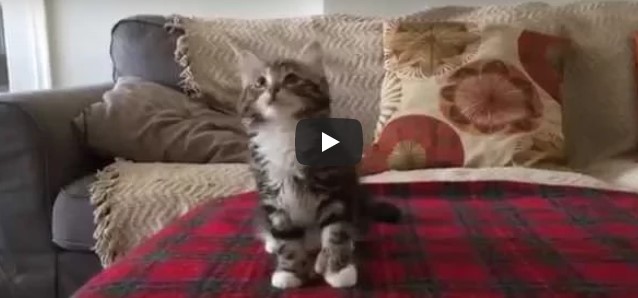 Ein Welthit wird gerade gespielt – aber schau auf die süße Reaktion dieser süßen Katze!
