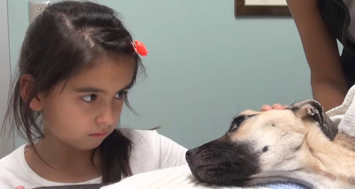 Das Mädchen sah in die Augen eines sterbenden Hundes ... Und plötzlich geschah etwas Erstaunliches!