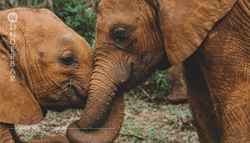 Seit 40 Jahren kümmert sich 83-Jährige um Elefantenwaisen.