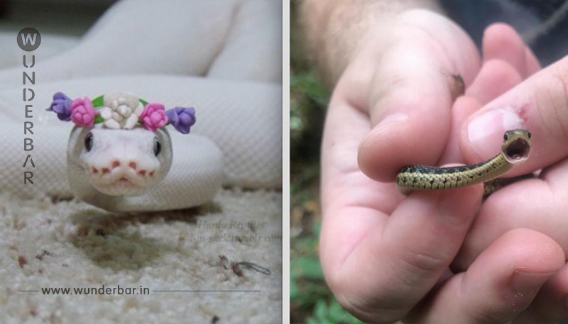 18 entzückende Schlangenbilder nehmen dir deine Angst.