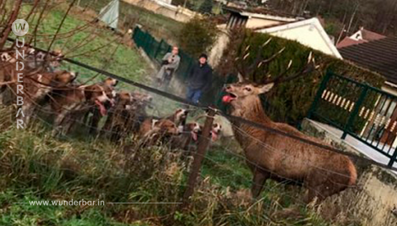 Dorfbewohner vertreiben Jäger und retten Hirsch.