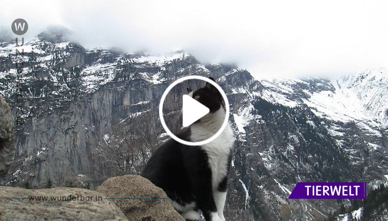 Dieser verletzte Wanderer verläuft sich in den Alpen und wird von einer heldenhaften Katze gerettet