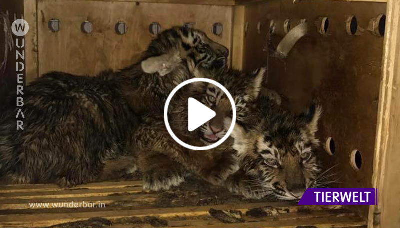 Tier-Fund in Holzkiste am Flughafen erschüttert Tierschützer.