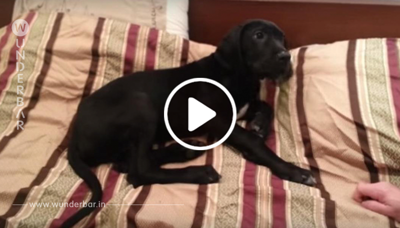 Video: Morgenmuffelige Dogge will nicht aufstehen.