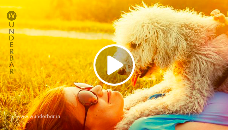 Video: Wenn große Hunde sich verhalten wie Schoßhunde!