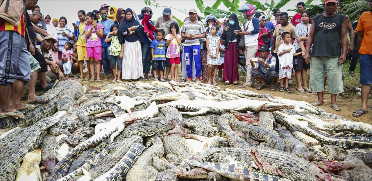 Dorfbewohner töten aus Rache 300 Krokodile	