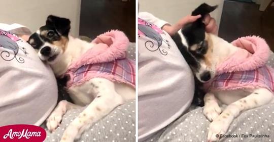 Ein Hund zeigt ihre Liebe für das noch ungeborene Baby und das ist so süß, dass Du die Tränen kaum zurückhalten können wirst