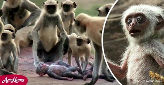 Ein Affe trauert um ein Spielzeug, das er mit seinem toten Baby verwechselte (Video)